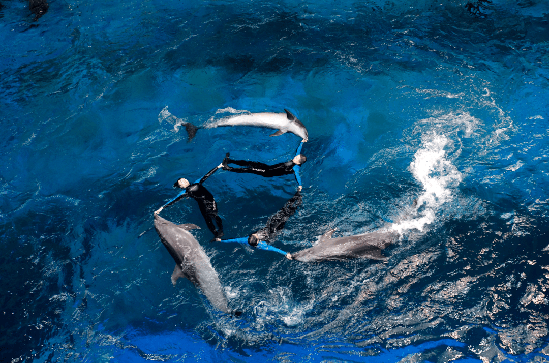 海豚体育-水中精灵：海豚体育的魅力与魅力源泉